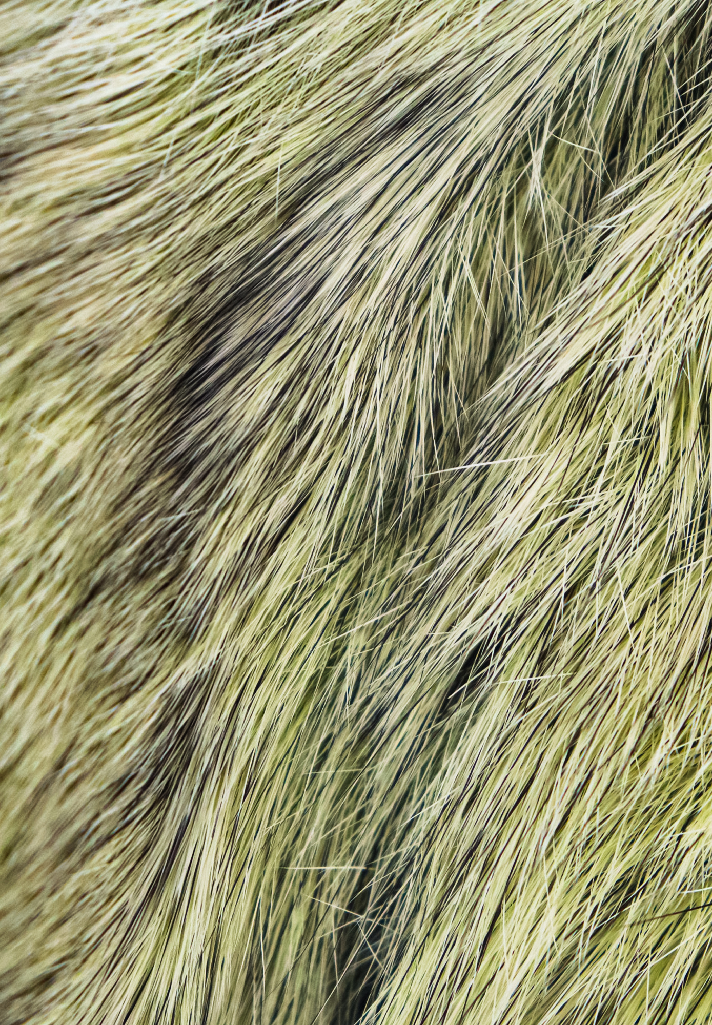 Ermanno Scervino Sheepskin Coat