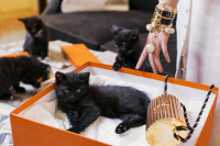 Chanel Bracelet Watch