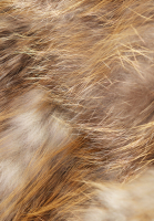 Fendi Golden Fox Fur Coat