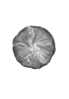 Kayserzinn Bees And Flower Tray