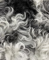 Miu Miu Black And White Shearling Coat